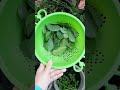 TUTORIAL MEMBUAT CINCAU JELLY ALAMI DARI DAUN