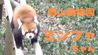 相変わらずお美しい💖ミンファちゃん　[西山動物園]レッサーパンダ