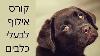 קורס אילוף כלבים קצר ולעניין | אילוף כלבים בקבוצה | קורס אילוף לבעלי כלבים | 3 מפגשי הדרכה | טל שלוש