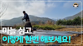 한지형 마늘(육쪽마늘) 이때 심어야 발아율 100%ㅣ마늘, 시금치 밭에 낙엽 덮어주기ㅣ알타리무 수확해서 김치 담기(11월에 찍은 영상입니다)