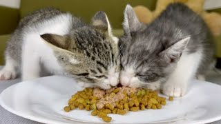 【猫の咀嚼音】一生懸命にご飯を食べる子猫が尊い