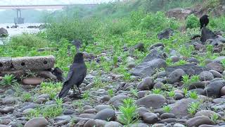 O 232　Oita River　Rainy Day　Tofu　Gyoza　Fish Sausage　BIBI and KASHIKO (Wild Carrion Crow)