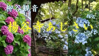 【関西お出かけスポット】 柳谷観音 楊谷寺 あじさい