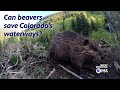 Beavers could be Colorado's secret weapon to cleaning rivers and abandoned mines