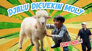 DJALU PDKT SAMA MOLY.. LUCU BANGET NIH DOMBA..!