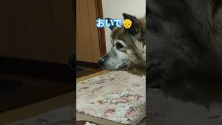 じいじに呼ばれてまったり顔でやって来る犬のムーちゃん　