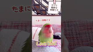 ラブbird❤️ コザクラ桃の場合