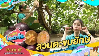 สวนตะขบยักษ์ อ.บางระกำ จ.พิษณุโลก | เรื่องเด็ดเอ็ดตะโร | 16 ก.ย. 67 (3/4)