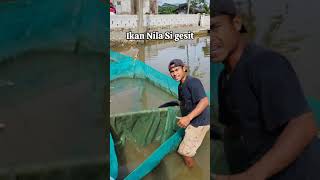 Ide usaha di kampung BUDIDAYA IKAN NILA SOLUSINYA #ikan #nila #budidaya #ikannila #ideusaha #sukses