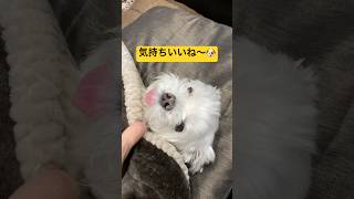 こたつの使い方が天才的な犬🐶#shorts #可愛い犬 #マルチーズ