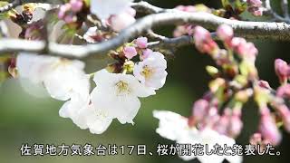 佐賀地方気象台、桜開花を発表（2021年3月17日）