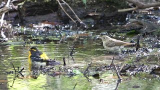 河口湖フィールドセンターのキビタキ（雌雄）その７（4K60P動画）