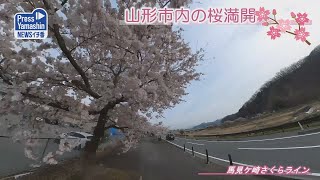 山形市内の桜満開