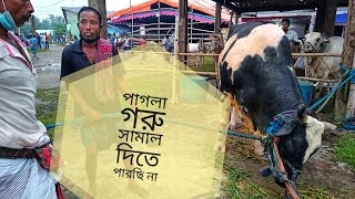 চাচা পাগলা গরু সামাল দিতে পারছে না 🧟পাগলা গরু নিয়ে বিপাকে মালিক Angry cow