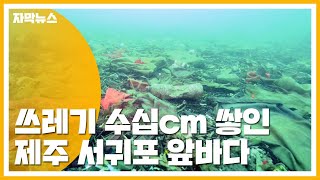 [자막뉴스] 생활 쓰레기 수십cm 뒤덮인 서귀포 앞바다 / YTN