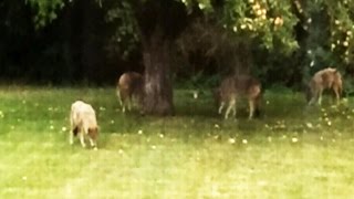 Resident nervous after spotting 4 coyotes in Montreal suburb