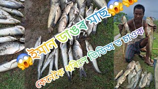 😱😱ইমান ডাঙৰ ডাঙৰ  মাছ//#fishingvideo #fish