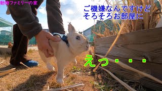 ウサギの外遊び動画【動物ファミリーの家】