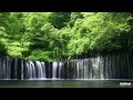 Relax in the Forest background music for video Lesfm