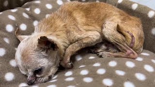 Frail Senior Chihuahua Misses its Owner Even Though It was Being Disowned By Them!