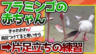 【2ch動物スレ】フラミンゴの赤ちゃん、片足立ちの練習をする