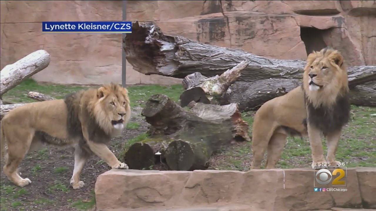 2 African Lions Are Brookfield Zoo's Newest Residents - YouTube