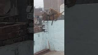 monkey funny video bilom agra is tedibagiya Haus ni my bilok