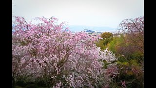 大神神社（大美和の杜）の桜 2024.04.06