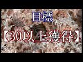 ヨツボシヒナカブトの繁殖を試みる