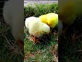 Cutie Hen Baby Eating Wilde Food | Adorable beautiful Chicken | Original Hen Chicks Sound #shorts