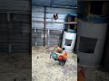 irish bullet gamefowl chickens quality backyard breeders shorts chicken