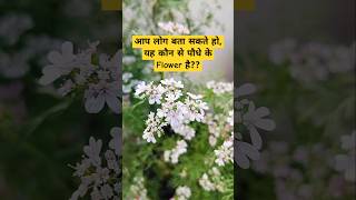 आप लोग बता सकते हो, यह कौन से पौधे के Flower है? #jashodakeer#nature#flowers#trending