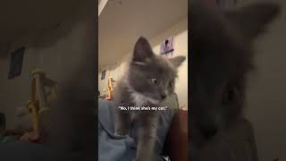 Stray Kitten Chooses Woman As Her New Mother | The Dodo