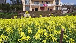 油菜花独领风骚，农田中非常亮眼，老年人劳作充满干劲。