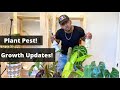 Plant Pest & Growth Updates