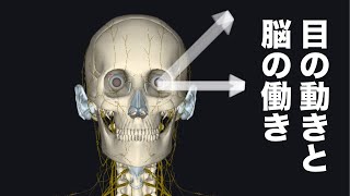 目の動きと関係がある脳の箇所を解説してみた(パスートとサッカード)