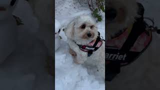 犬と雪だるま　Dog and Snowman