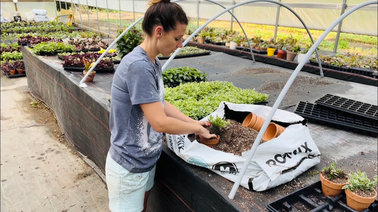 Planting House Plants рџєґ Youtube