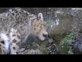 20240304 多摩動物公園 ユキヒョウ ~japan tama zoological park snow leopard~