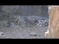 20240304 多摩動物公園 ユキヒョウ ~japan tama zoological park snow leopard~