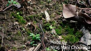 Common Bronze back tree snake : Dendrelaphis tristis