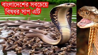 বাংলাদেশের সবচেয়ে বিষাক্ত সাপ | The most poisonous snake in Bangladesh | রাসেলস ভাইপার | Chorachor