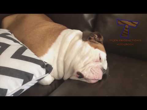 Top Highlights Of Funny Puppies That Will Make You Laugh Funny Dog