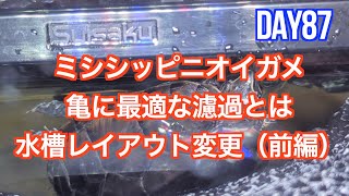 DAY87　ミシシッピニオイガメ 亀に最適な濾過とは 水槽レイアウト変更（前編）