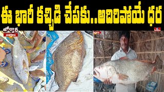 ఈ భారీ కచ్చిడి చేపకు.. అదిరిపోయే ధర |Shocking Price For Kachidi Fish | Jordar News | hmtv