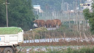 云南昆明大象实拍 Real shots of elephants in Kunming, Yunnan.雲南象    ,云南大象.