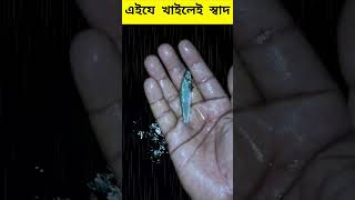 এইযে বন্ধুরা খাইলেই স্বাদ - জাতীয় মাছ - amazing Fisherboy - FishvillePro #shorts