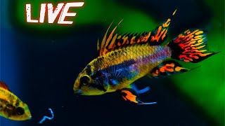 Steenfott Aquatics Live  🐟🐟 Fish \u0026 Aquariums