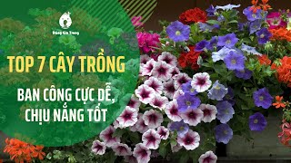 Top 7 cây trồng ban công cực dễ, chịu nắng tốt | Balconies | SFARM