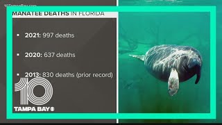 Manatee deaths in Florida are on the verge of reaching 1,000
